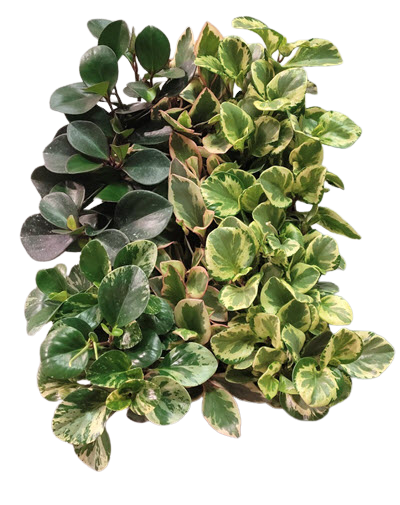 Obtusfolia Assortment